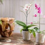 Adubo-orgânico-para-orquídeas