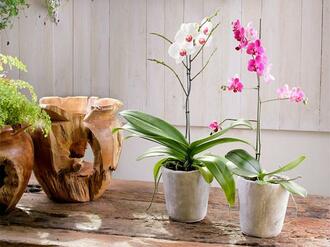 Adubo-orgânico-para-orquídeas