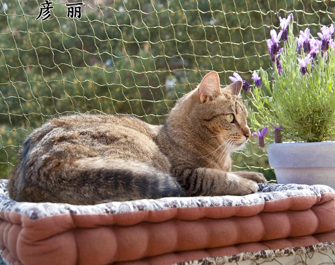 Como Instalar Rede De Prote O Para Gatos Decorando Casas