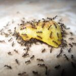 Como-acabar-com-infestação-de-formigas