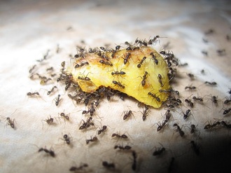 Como-acabar-com-infestação-de-formigas