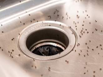 Como-eliminar-os-mosquitinhos-da-cozinha