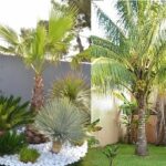 Coqueiro-ou-palmeira-para-jardim