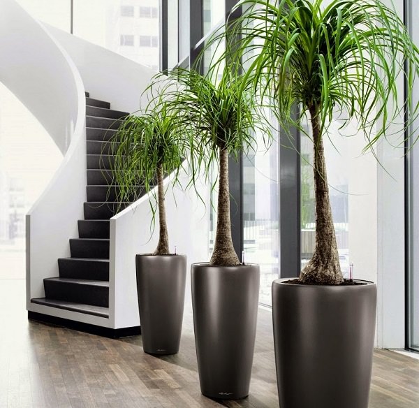 Plantas para dentro de casa | Decorando Casas