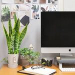 Plantas-para-decorar-home-office