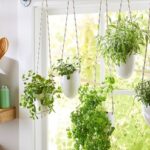 Planta-na-janela-da-cozinha