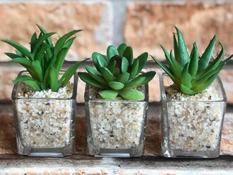 Tipos-de-plantas-para-vasos-pequenos-Suculenta